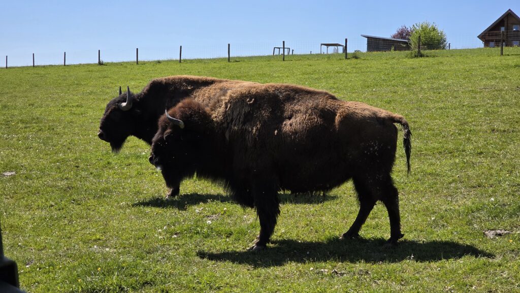 Ranch des bisons