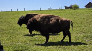 Le Ranch des Bisons, un air de Far West en Moselle